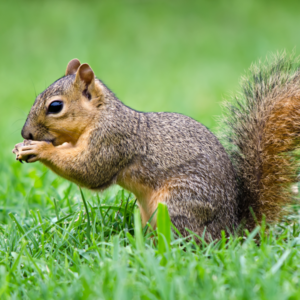 Fox squirrel identification in Knoxville TN - Russell's Pest Control