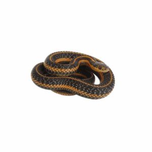 Common garter snake identification in Knoxville TN - Russell's Pest Control