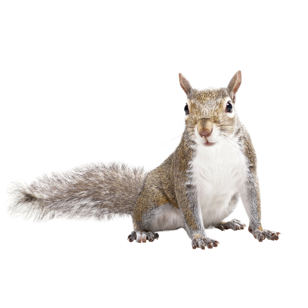 Gray squirrel identification in Knoxville TN - Russell's Pest Control