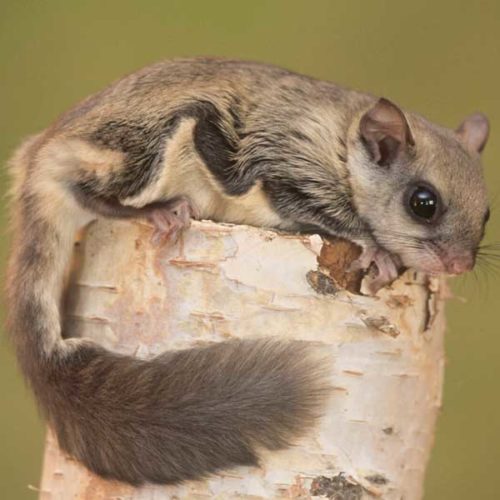 Northern Flying Squirrel Identification & Behavior Russell's Pest Control