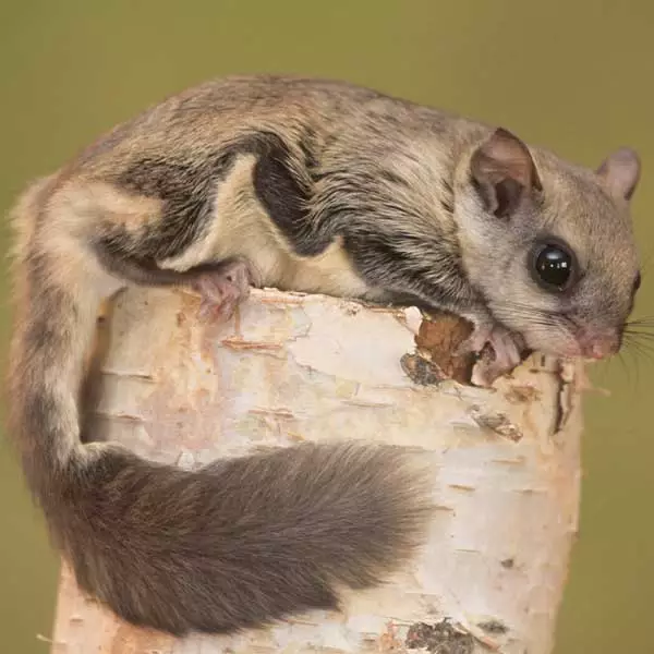 Northern flying squirrel identification in Knoxville TN - Russell's Pest Control