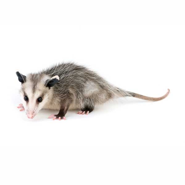Opossum identification in Knoxville TN - Russell's Pest Control