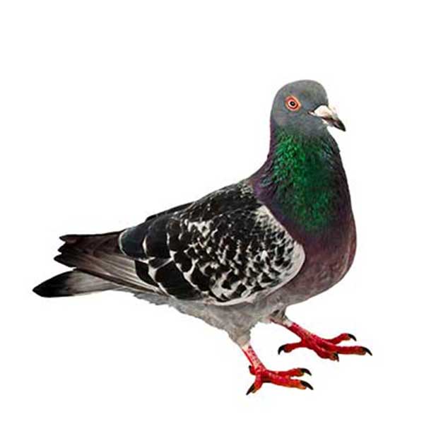 Pigeon identification in Knoxville TN. Russell's Pest Control