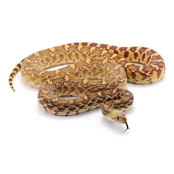 Pine snake identification in Knoxville TN - Russell's Pest Control