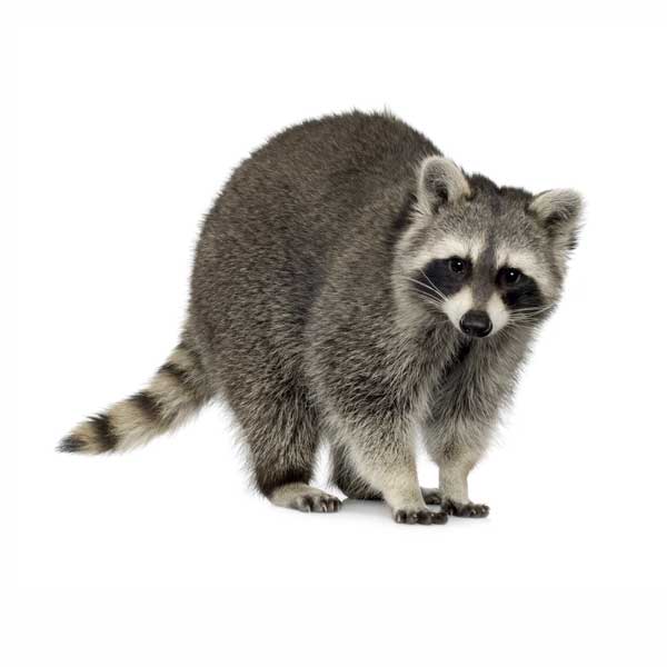 Raccoon identification in Knoxville TN - Russell's Pest Control