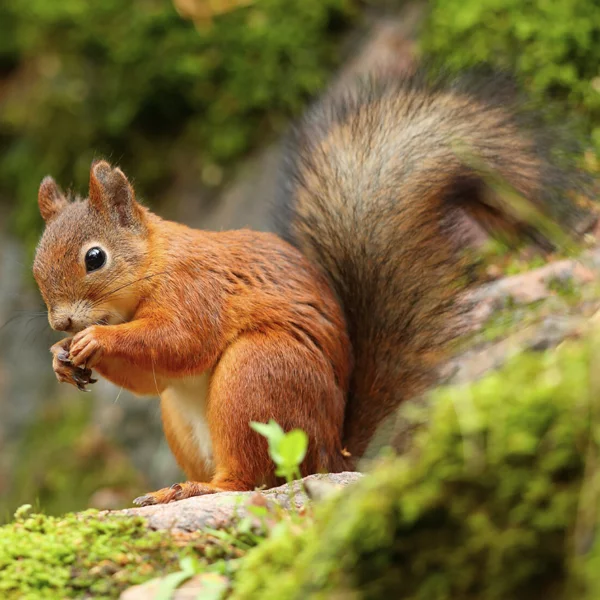 Red squirrel identification in Knoxville TN - Russell's Pest Control