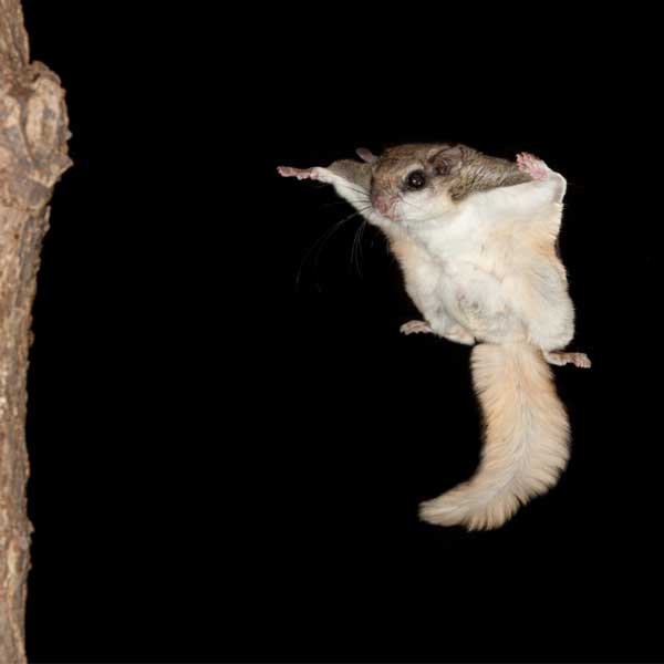 Southern flying squirrel identification in Knoxville TN - Russell's Pest Control