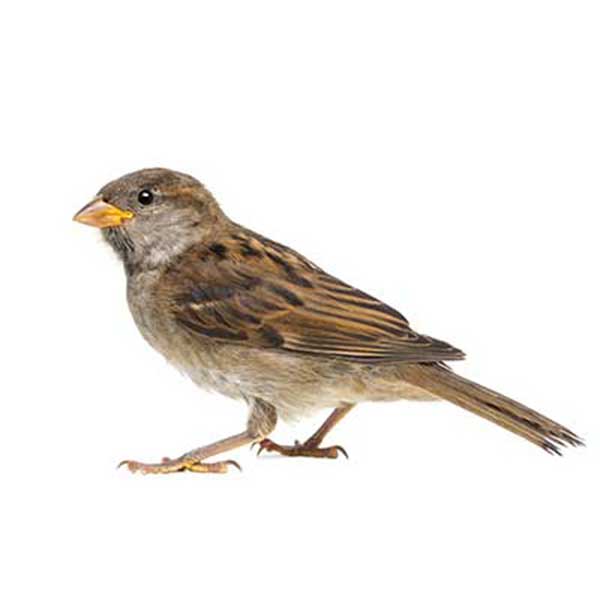 House sparrow identification in Knoxville TN. Russell's Pest Control