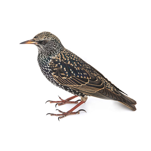 European starling identification in Knoxville TN. Russell's Pest Control