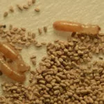 Termite frass is a common sign of termites in Knoxville TN - Russell's Pest Control