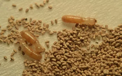 Termite frass is a common sign of termites in Knoxville TN - Russell's Pest Control