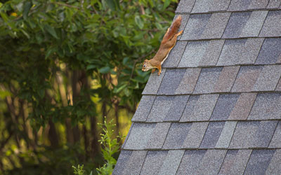 Wildlife exclusion services in Knoxville TN - Russell's Pest Control