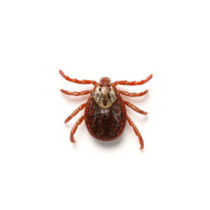 American dog tick identification in Knoxville TN - Russell's Pest Control