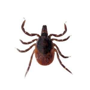 Blacklegged tick identification in Knoxville TN - Russell's Pest Control