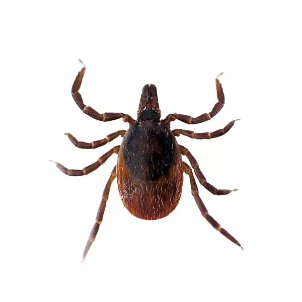 Blacklegged tick identification in Knoxville TN - Russell's Pest Control