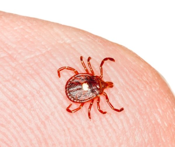Lone star tick identification in Knoxville TN - Russell's Pest Control