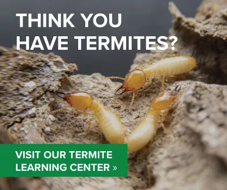 Termite learning center graphic by Russell's Pest Control in Knoxville TN
