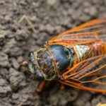 What cicadas will look like around Knoxville TN - Russel's Pest Control