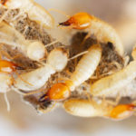 Do termites infest brick homes in Knoxville TN - Russell's Pest Control
