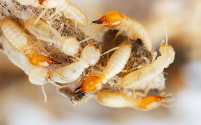 Do termites infest brick homes in Knoxville TN - Russell's Pest Control