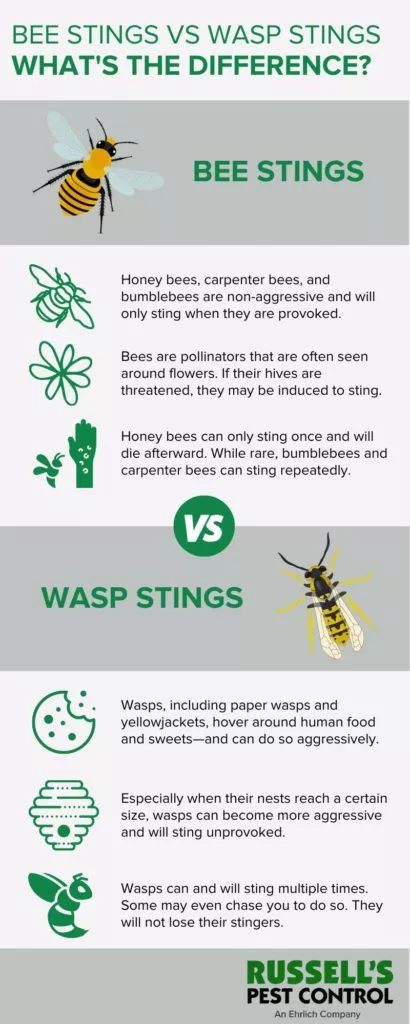 How bee and wasp stings differ in Knoxville TN - Russell's Pest Control