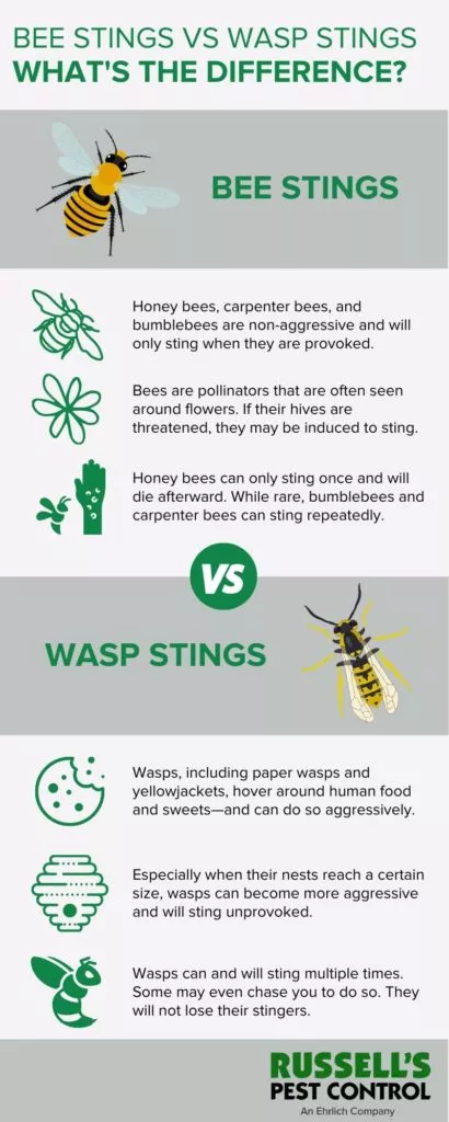 bee vs wasp infographic