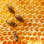 honey bee on honeycomb