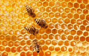 honey bee on honeycomb