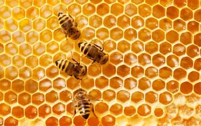 honey bee on honeycomb