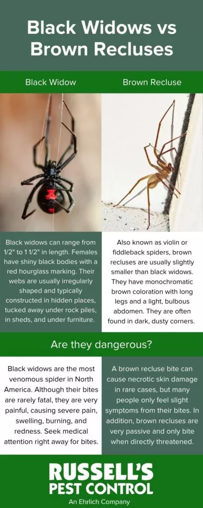 Black Widow vs Brown Recluse Infographic - Russell's Pest Control in Knoxville TN