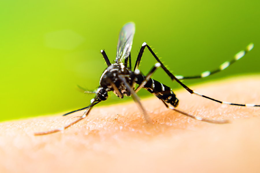 Mosquito Identification | Knoxville TN | Russell's Pest Control