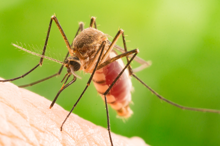 Mosquito Prevention | Knoxville TN | Russell's Pest Control