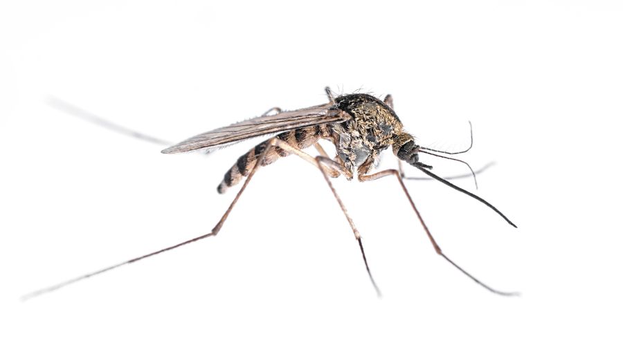 What do mosquitoes look like? | Knoxville TN | Russell's Pest Control