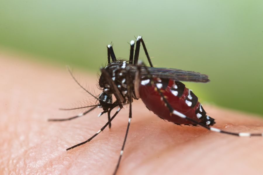 Do mosquitoes transmit HIV or AIDS? | Knoxville TN | Russell's Pest Control