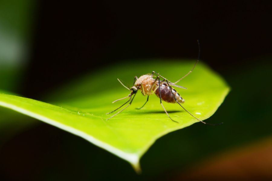 Mosquitoes diet | Knoxville TN | Russell's Pest Control