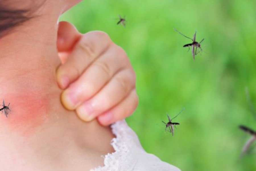 What attracts mosquitoes | Knoxville TN | Russell's Pest Control