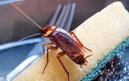 Roach Control in Knoxville TN - Russell's Pest Control