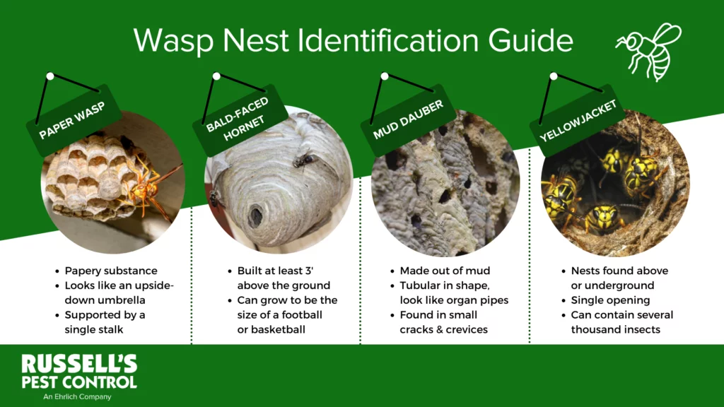 What do wasp nests look like in Knoxville TN? - Russell's Pest Control