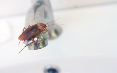 Cockroaches are attracted to leaks in Knoxville TN homes - Russell's Pest Control
