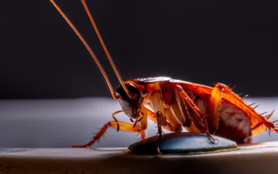 Cockroaches at night in Knoxville TN - Russell's Pest Control