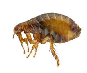 Flea control in Knoxville TN - Russell's Pest Control