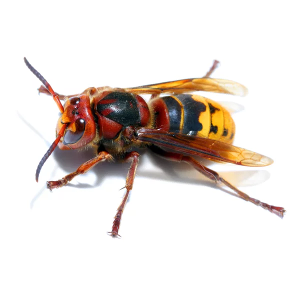 European hornet at Russell's Pest Control in Knoxville TN
