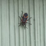 Boxelder bug on siding at Russell's Pest Control in Knoxville TN