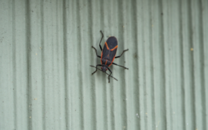 Boxelder bug on siding at Russell's Pest Control in Knoxville TN