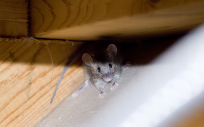 House mouse in Knoxville TN home - Russell's Pest Control