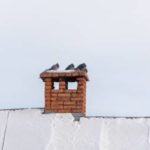 Birds on a chimney in Knoxville TN - Russell's Pest Control