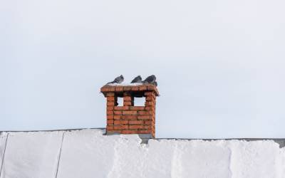 Birds on a chimney in Knoxville TN - Russell's Pest Control