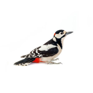 Woodpecker identification in Knoxville TN - Russell's Pest Control