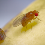 Fruit flies in Knoxville TN home - Russell's Pest Control