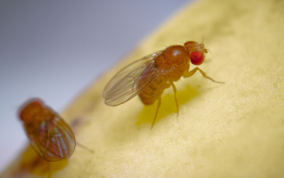 Fruit flies in Knoxville TN home - Russell's Pest Control